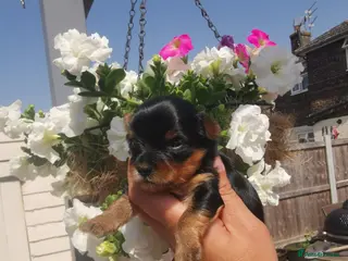 Yorkshire Terrier dogs ❤️ Beautiful Yorkshire Terrier Puppies ❤️ - Advert 1