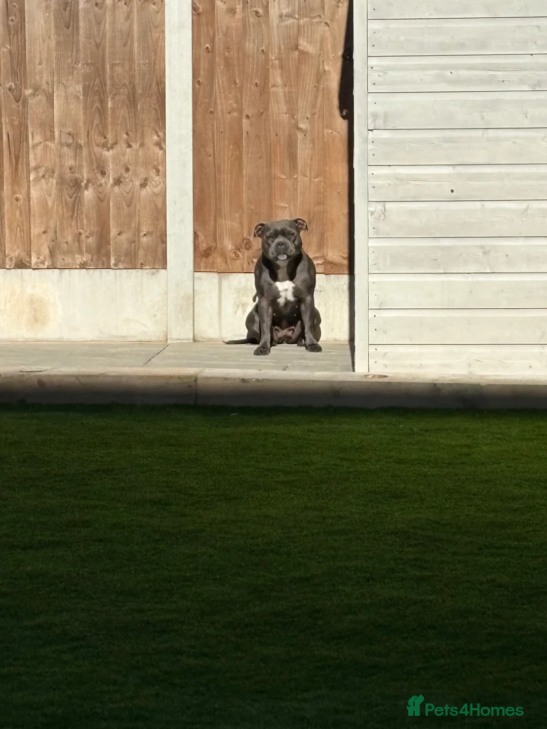 Staffordshire Bull Terrier dogs for sale: BEAUTIFUL BLUE STAFFORDSHIRE BULL TERRIER  in Kidderminster - Advert 1