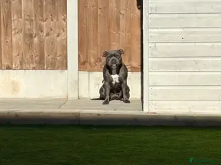 Staffordshire Bull Terrier dogs BEAUTIFUL BLUE STAFFORDSHIRE BULL TERRIER - Advert 7