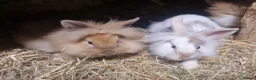 Lionhead rabbits for sale: Lovely tempered little lionhead babies- m and f - Advert 18