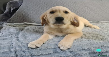 Golden Retriever dogs - Advert 8