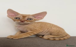 Devon Rex cats for sale: Devon Rex - Image 10