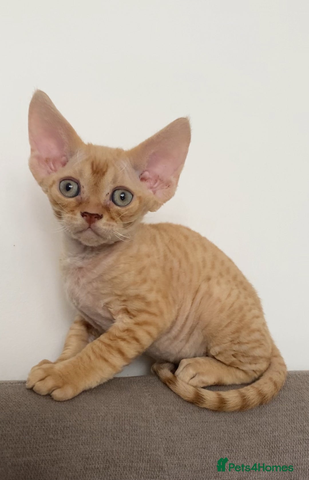 Devon Rex cats for sale: Devon Rex - Image 10