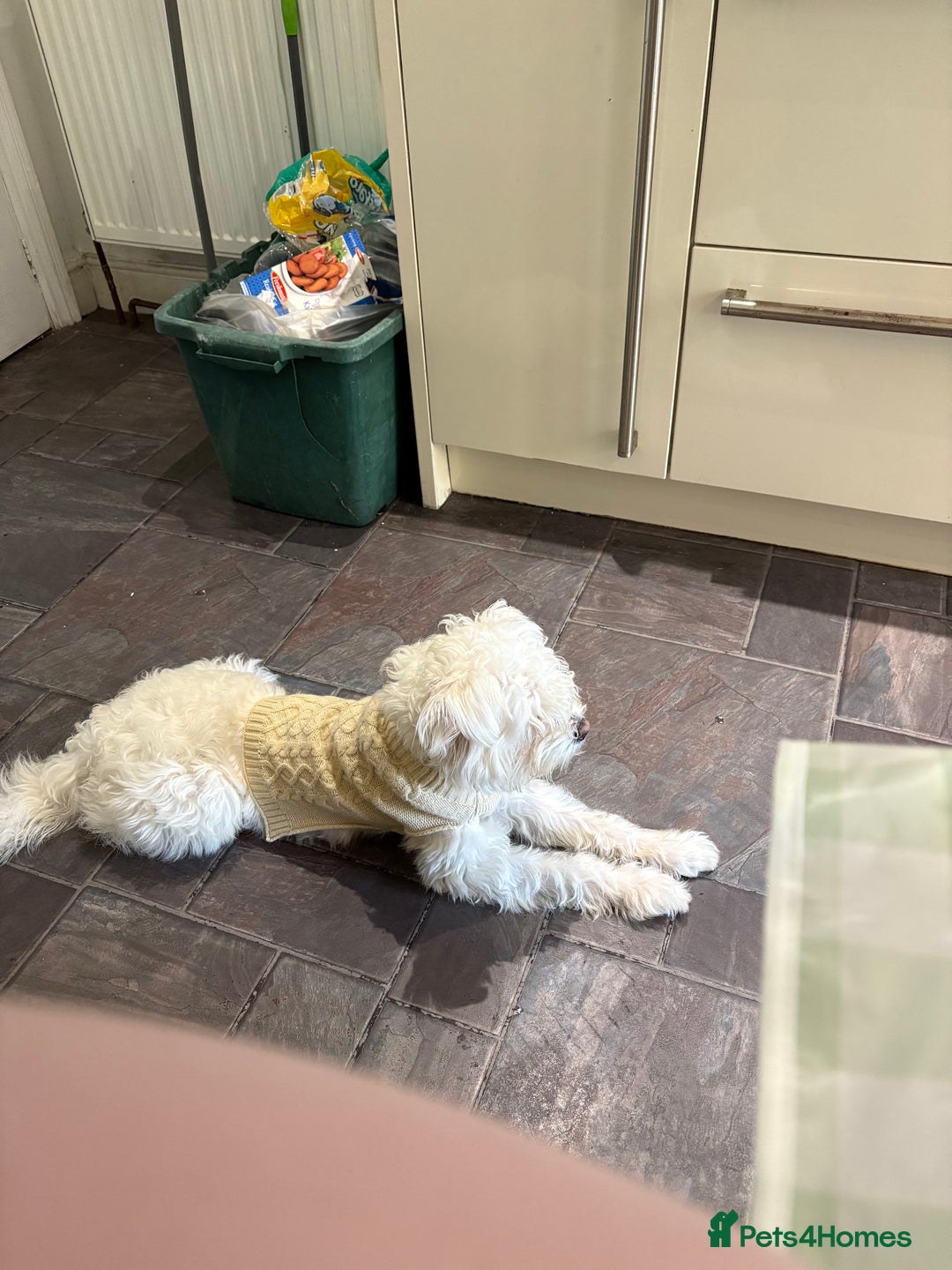 Mixed Breed dogs for sale: Maltese/bichon. - Image 3