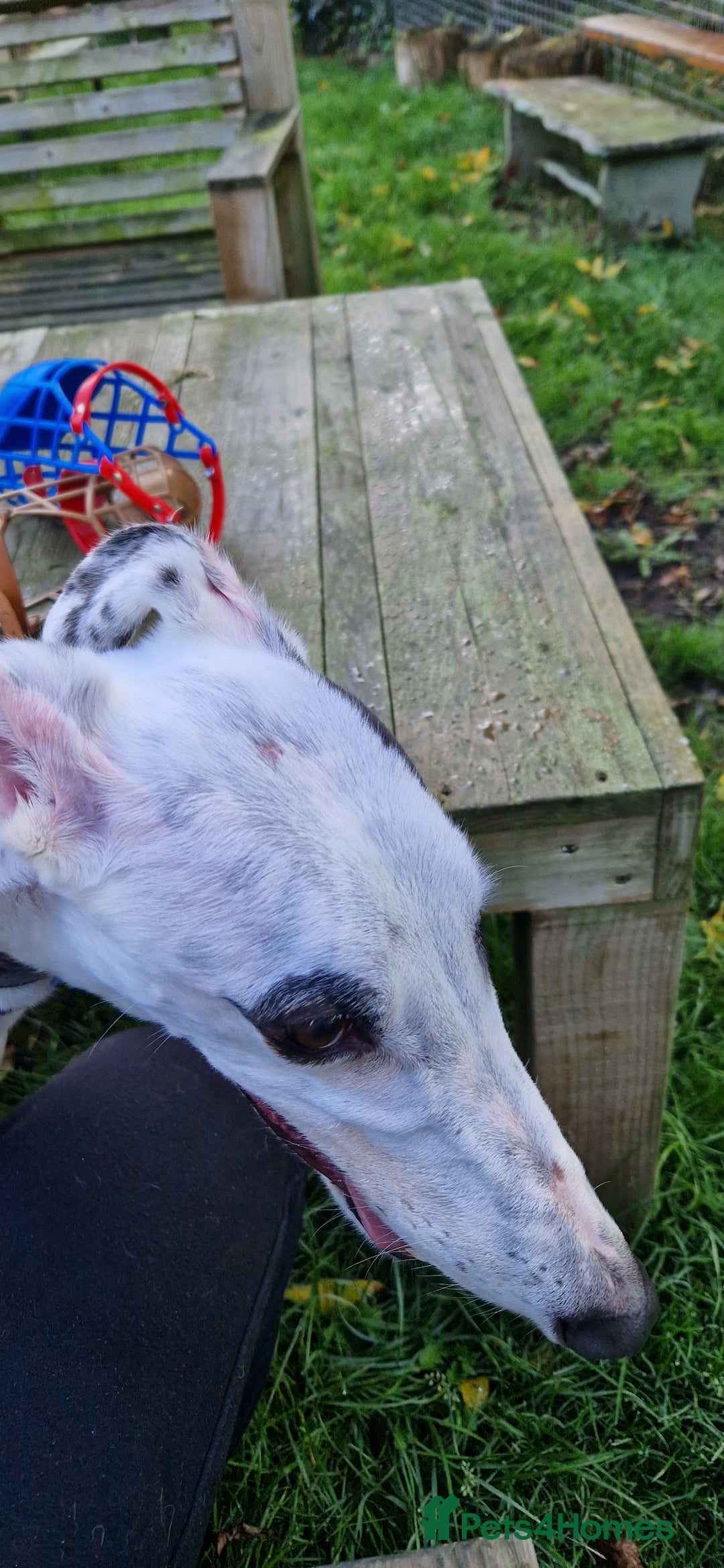 Greyhound dogs for sale: Gentle greyhound boy 5yrs - Advert 1