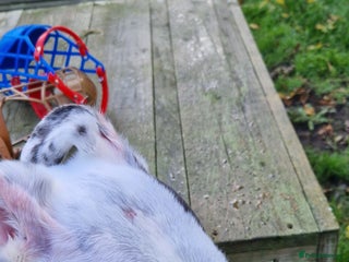 Greyhound dogs Gentle greyhound boy 5yrs - Advert 2