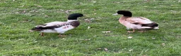 Ducks poultry for sale: Welsh Harlequin & Khaki Campbell Drakes - Advert 2