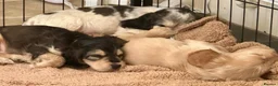Cocker Spaniel dogs for sale: Stunning KC Show Cocker Spaniel Sable Puppies.  - Advert 27