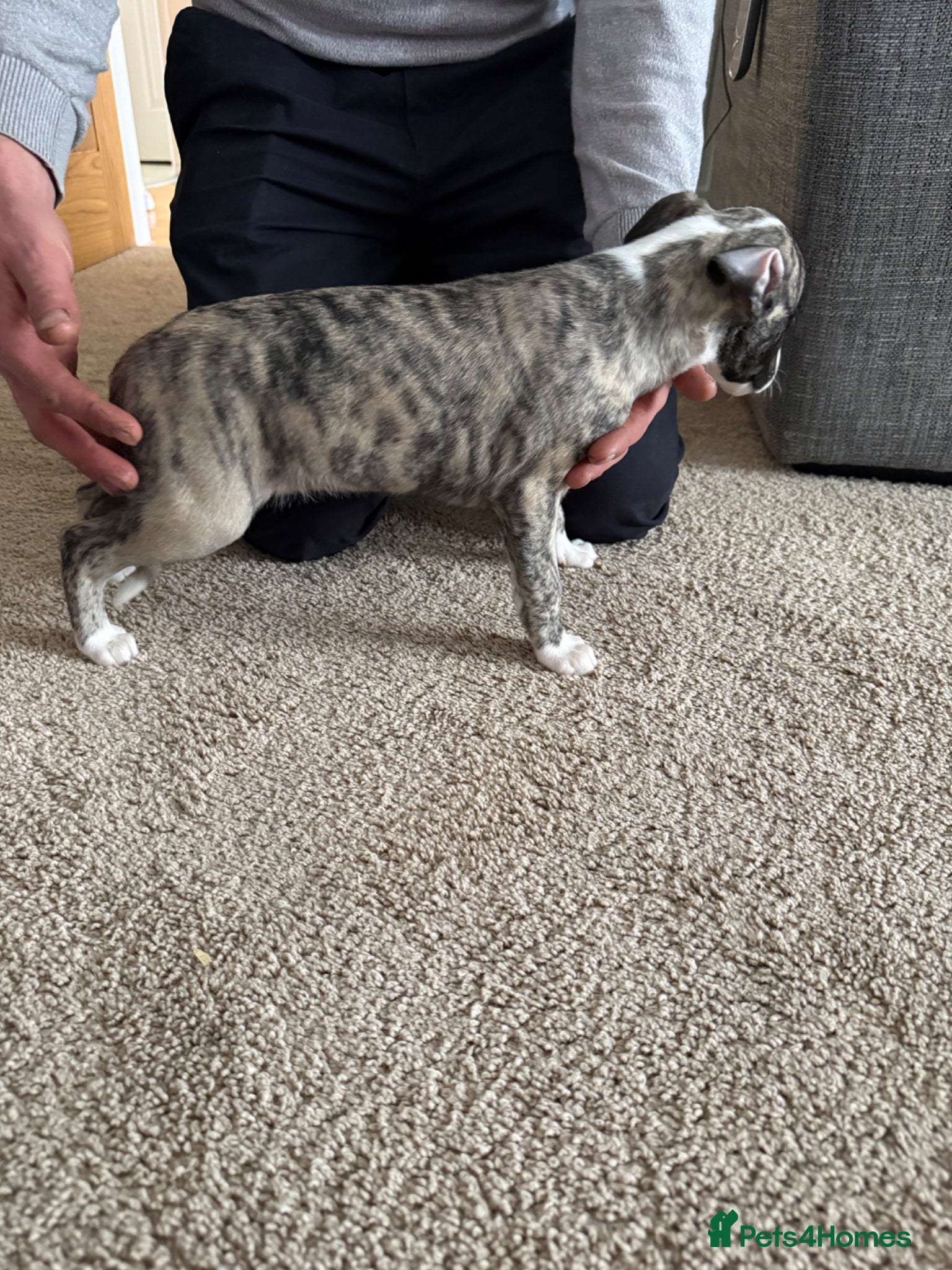 Whippet dogs KC registered brindle Whippets  - Advert 2
