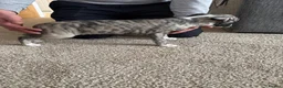 Whippet dogs for sale: KC registered brindle Whippets  - Advert 14