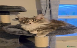 Maine Coon cats for sale: Last girl Tica Beautiful Maine Coon kittens  - Image 40
