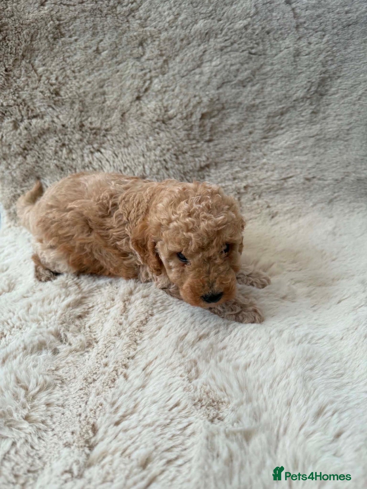 Toy Poodle dogs Toy Poodle Puppies  - Advert 3