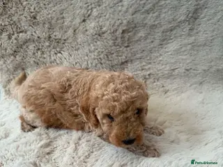 Toy Poodle dogs Toy Poodle Puppies - Advert 1