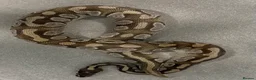 Python Snake reptiles for sale: Various Ball Pythons for sale - Advert 5