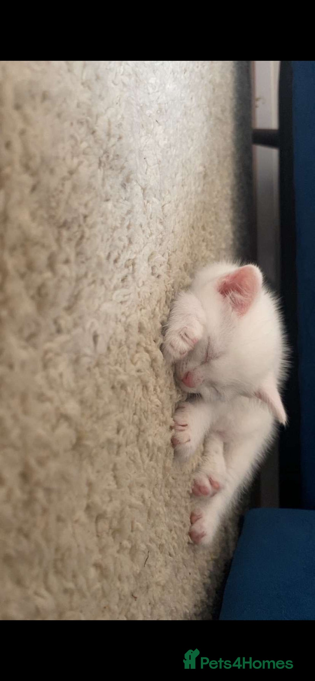 Turkish Angora cats for sale: 3 Turkish angoras Ready to leave  - Image 21