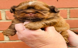 Shih Tzu dogs for sale: Handsome shih tzu boy puppies  - Image 10