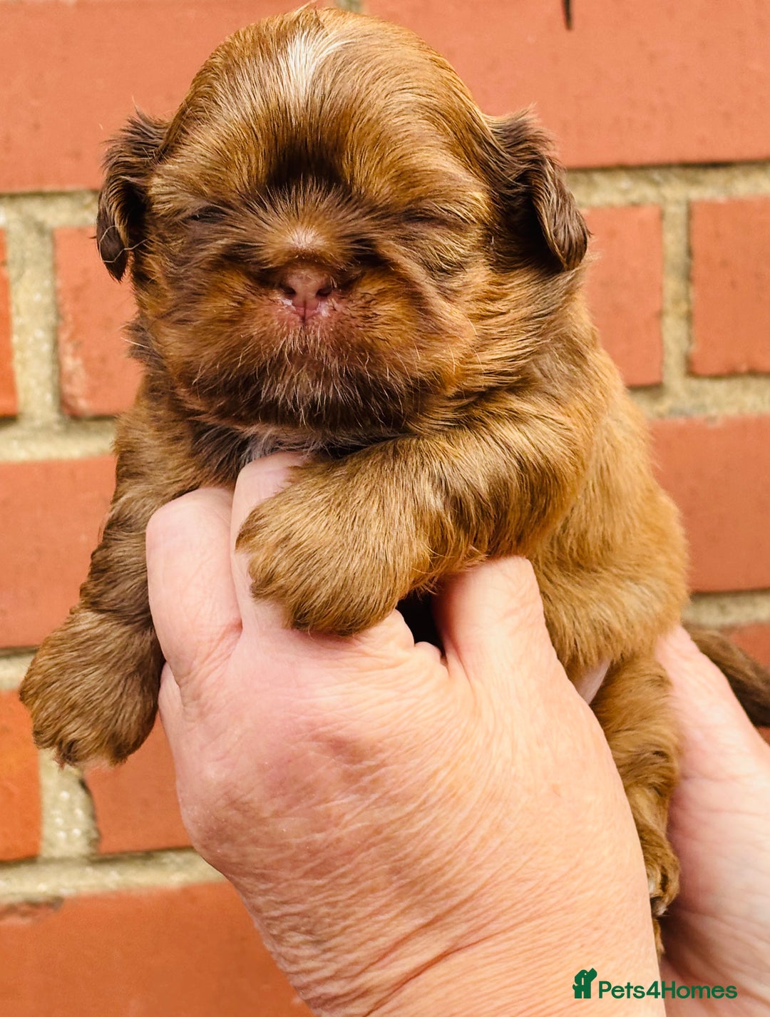 Shih Tzu dogs for sale: Handsome shih tzu boy puppies  - Image 10