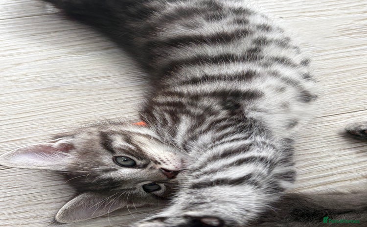 Mixed Breed cats - Advert 1