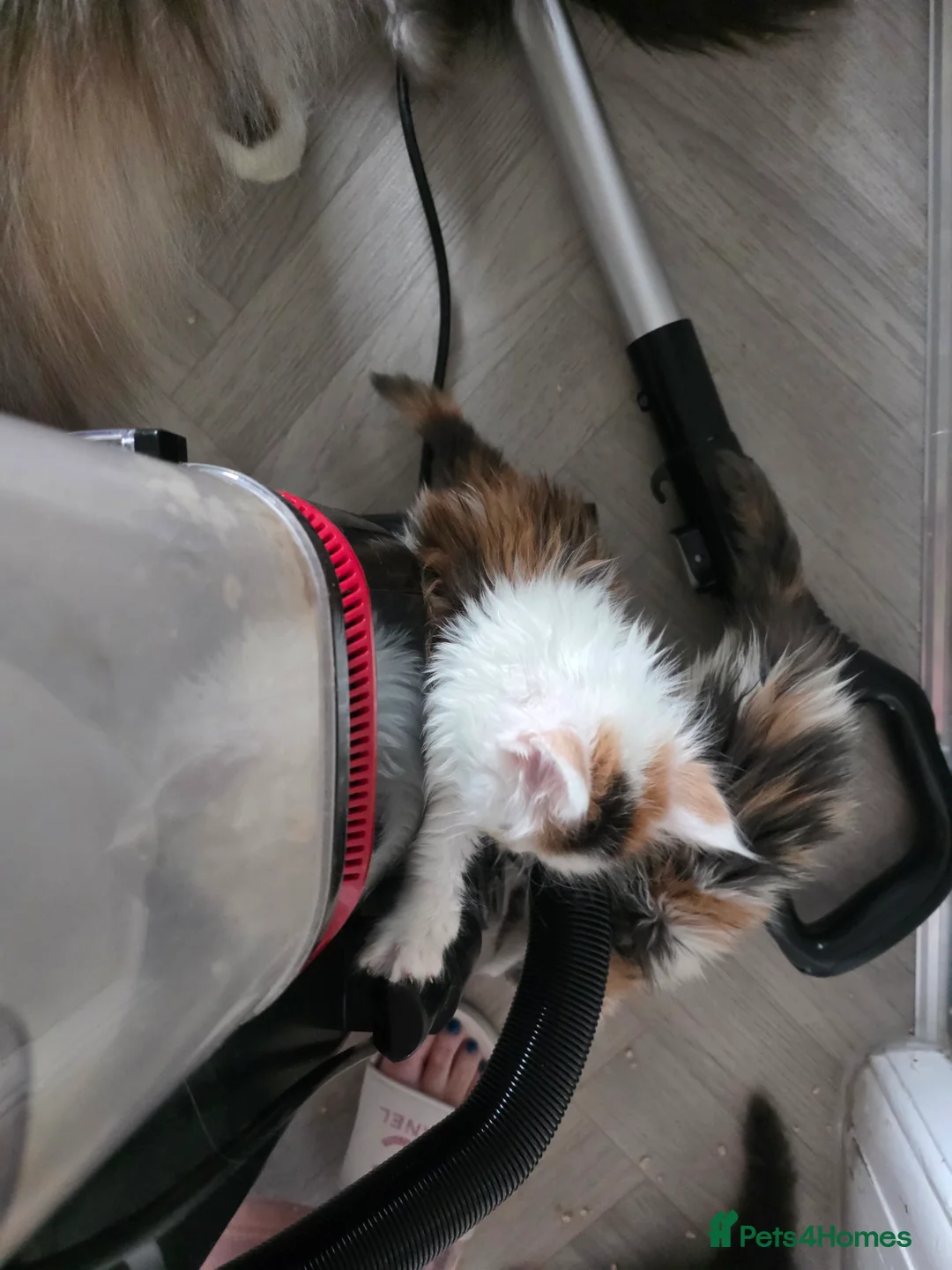 Maine Coon cats for sale: STUNNING MAINE COON KITTENS  - Advert 8