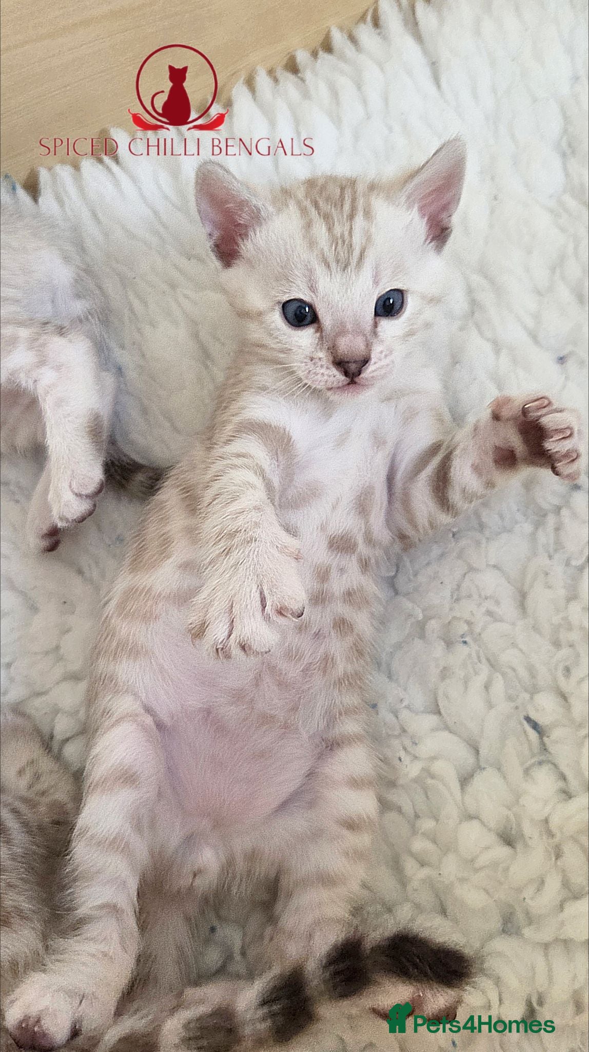 Bengal cats ✨️Last 2 glitter snow champion bengal kittens ✨️ - Advert 2