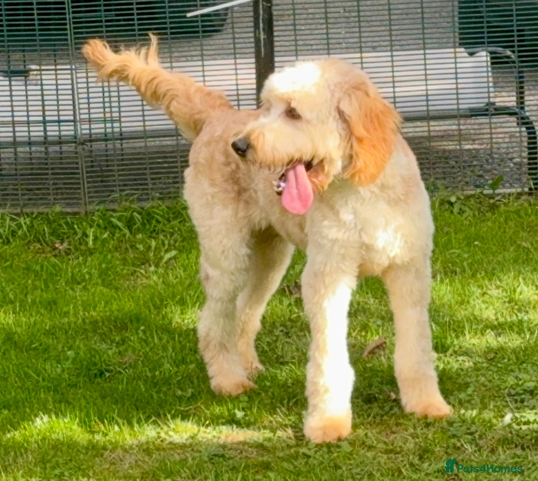 Goldendoodle dogs for sale: ABSOLUTELY GORGEOUS DOODLES  - Advert 35