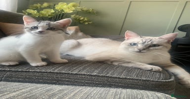 Maine Coon cats - Advert 16
