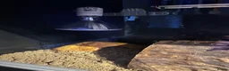 Leopard Gecko reptiles for sale: Leopard Gecko Female & Full vivarium set up - Advert 11