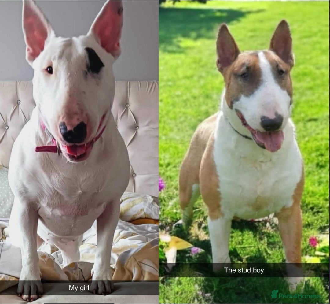 English Bull Terrier dogs for sale: English Bull Terrier Puppy 7 - KC REGISTERED LAD CLEAR ENGLISH BULL TERRIER PUPS  - Image 3