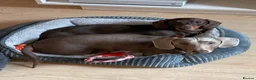 Miniature Dachshund dogs for sale: Two Miniature Dachshund Boys in Spalding - Advert 3