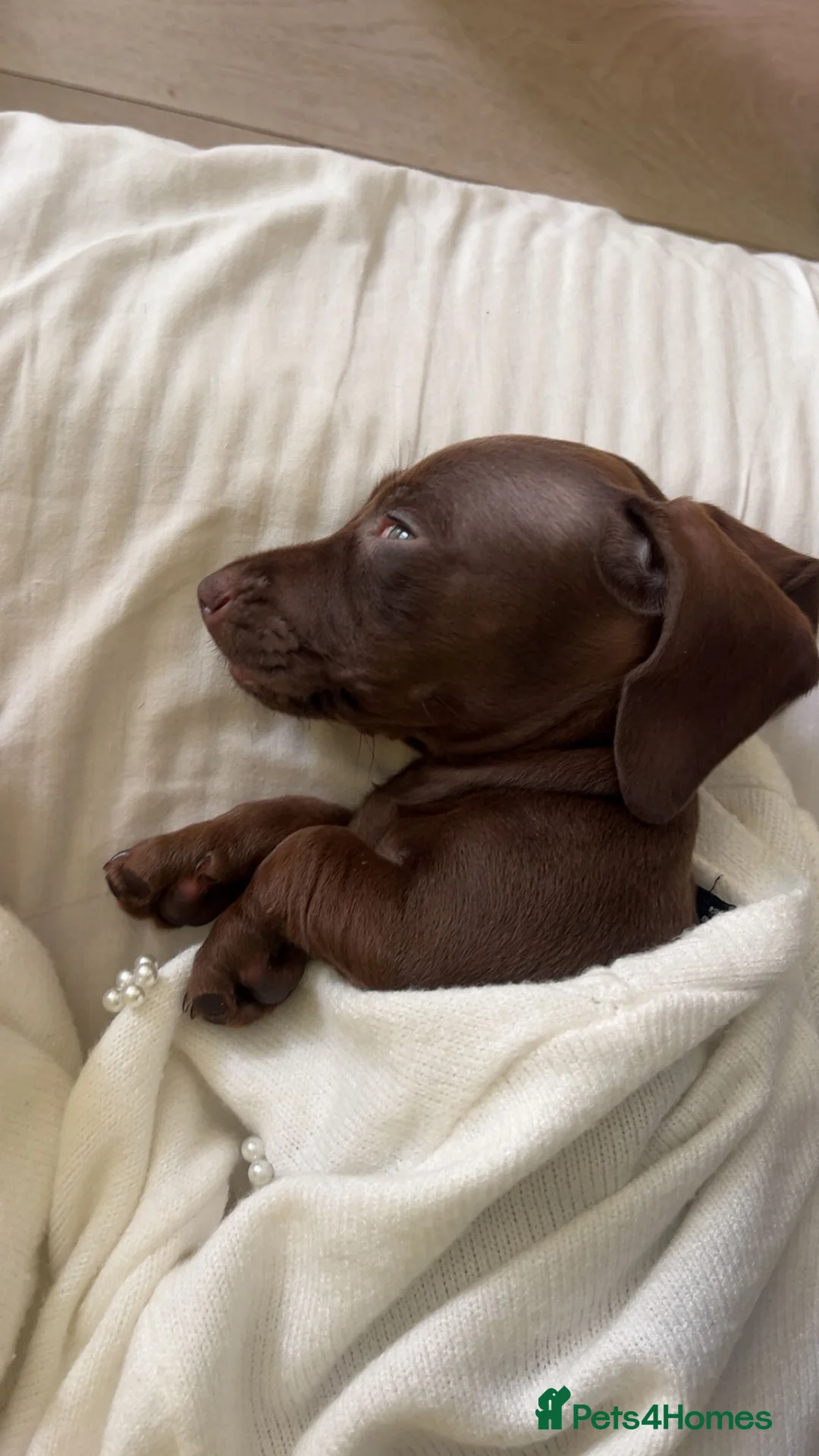 Miniature Dachshund dogs for sale: 2 month female. Dachhund - Advert 1