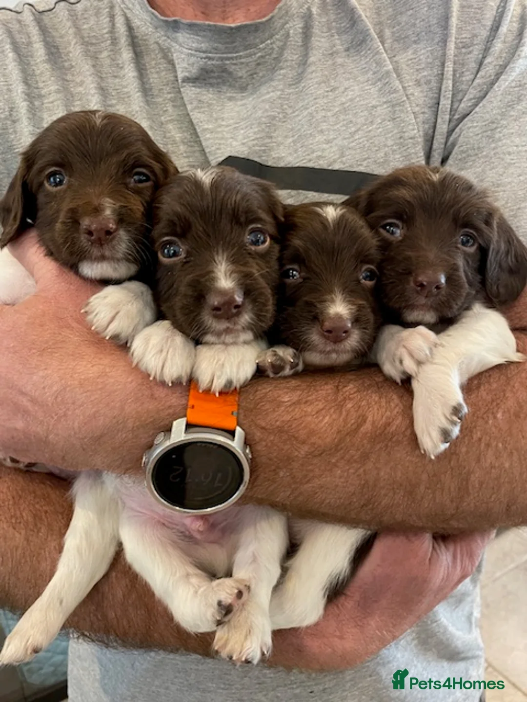 English Springer Spaniel dogs for sale: KC Registered Working Springer Spaniel Puppies  - Advert 1