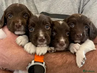 English Springer Spaniel dogs KC Registered Working Springer Spaniel Puppies - Advert 3
