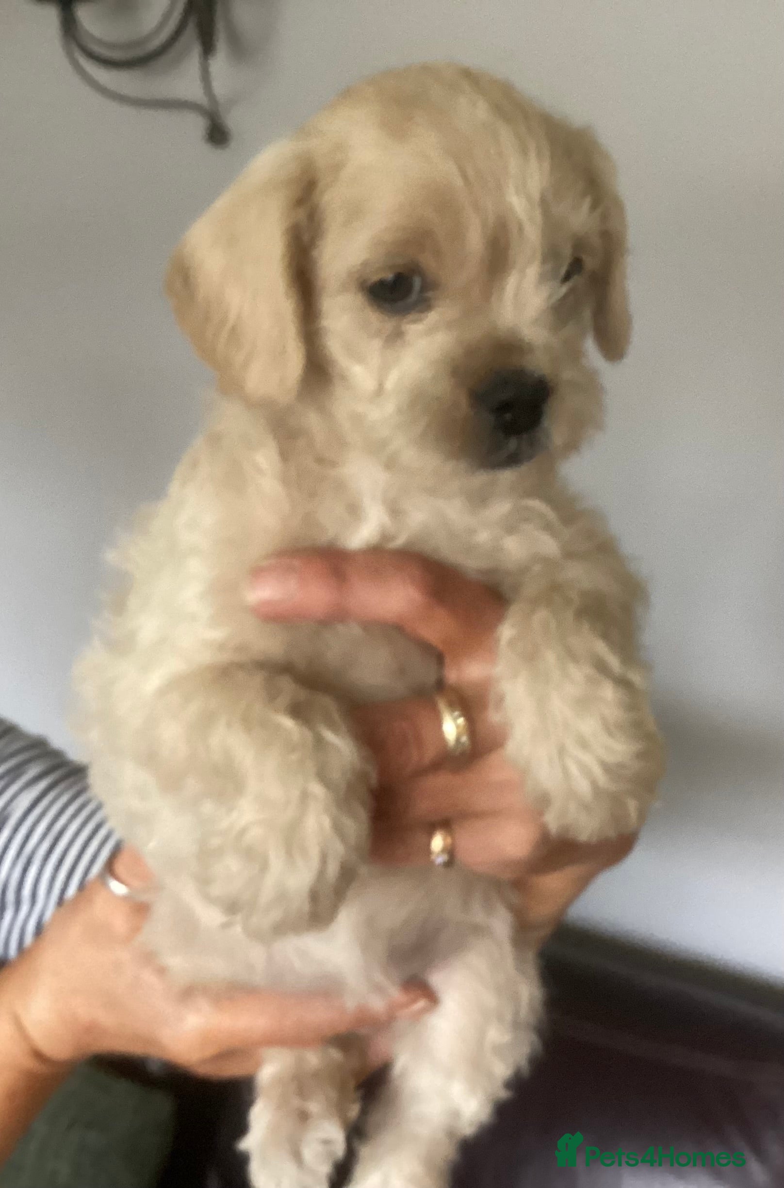 Mixed Breed dogs French bulldog x poodle  - Advert 1