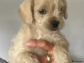 Mixed Breed dogs French bulldog x poodle - Advert 5