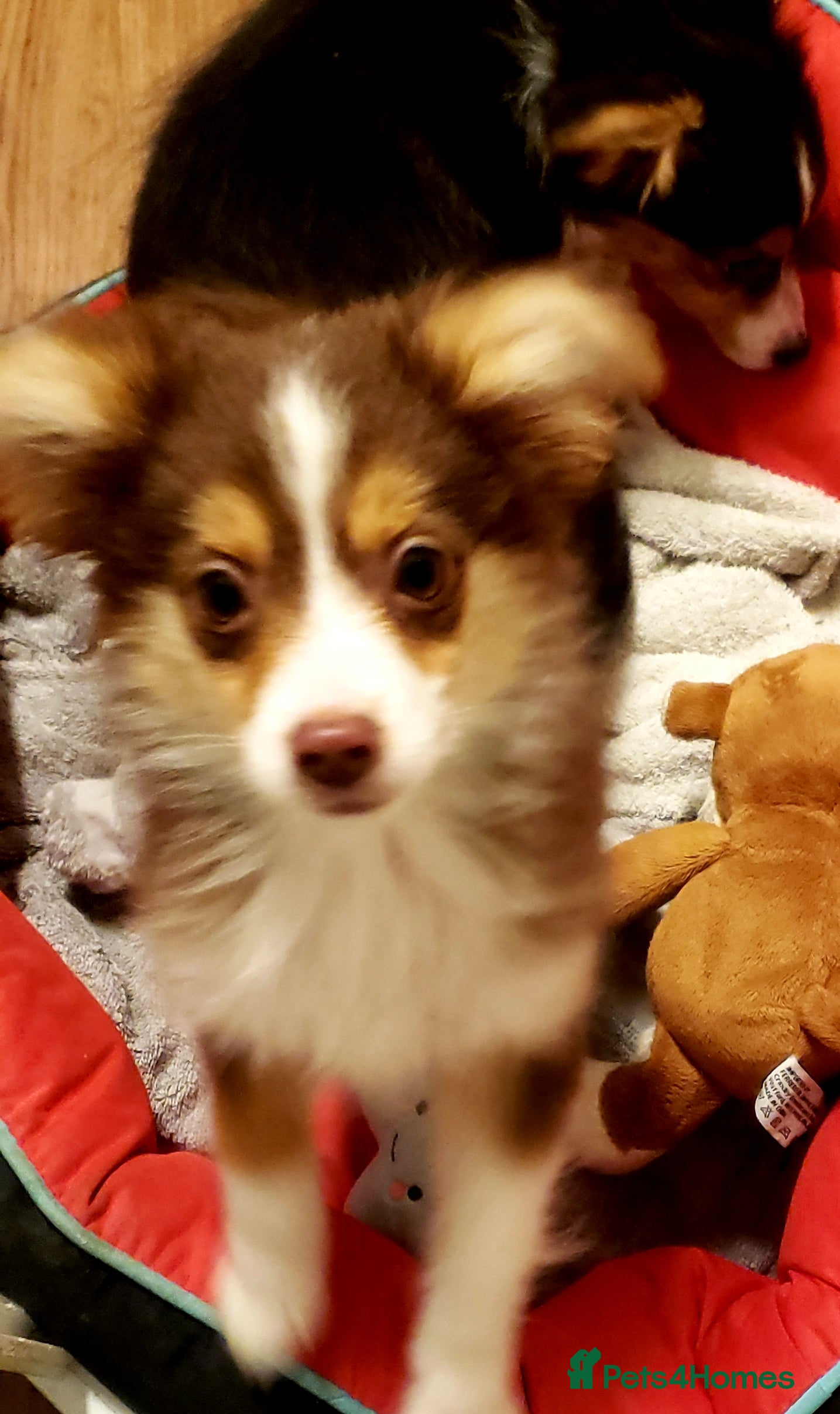 Australian Shepherd dogs Miniature Australian Shepherds ASDR - Advert 1