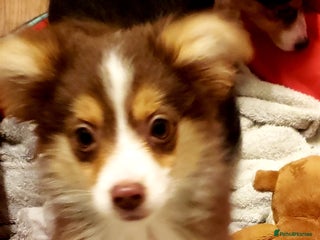 Australian Shepherd dogs Miniature Australian Shepherds ASDR - Advert 3