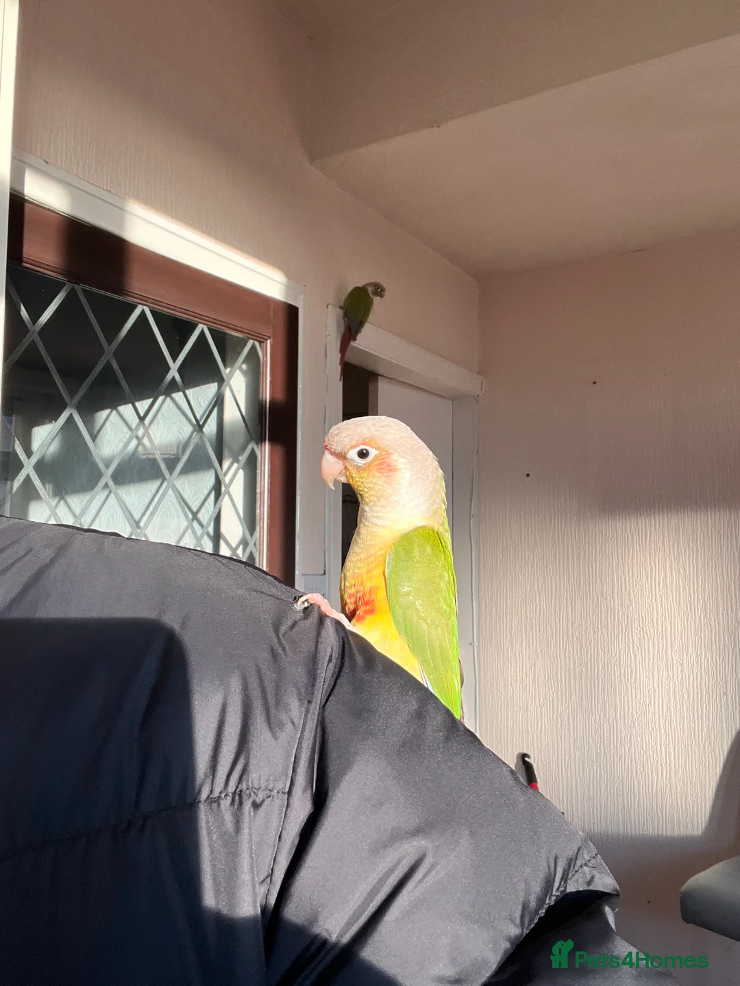 Conures birds for sale: Conures pair  - Advert 2