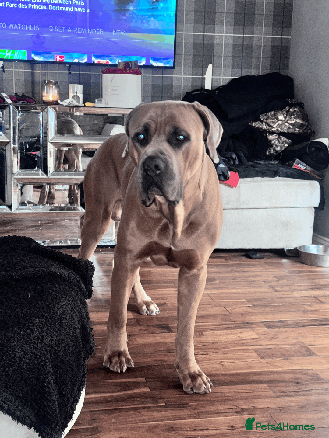 Cane Corso dogs for sale: Cane Corso – Loving Home Needed in Glasgow - Advert 1