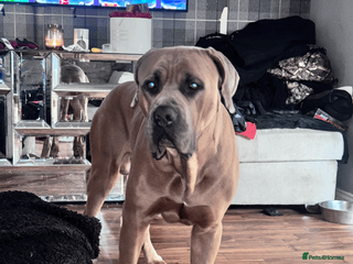 Cane Corso dogs Cane Corso – Loving Home Needed - Advert 1