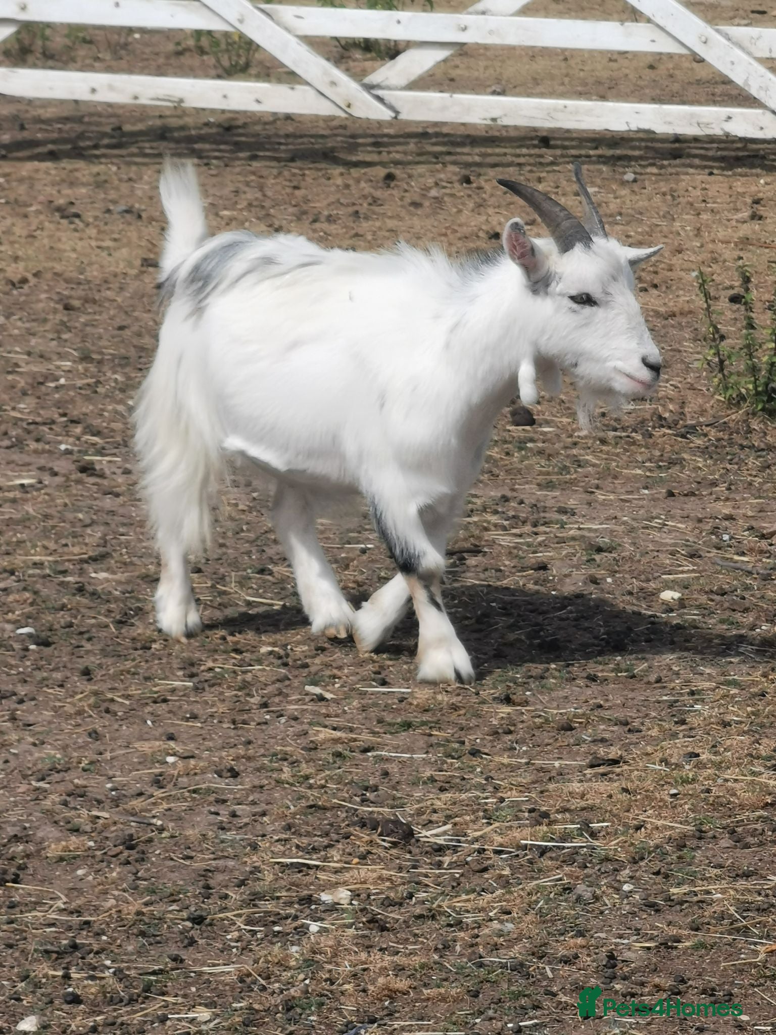 Goats livestock Very friendly pigme goat - Advert 2