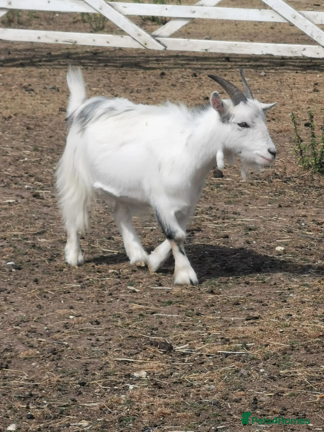 Goats livestock for sale: Very friendly pigme goat - Advert 1