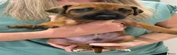 Rhodesian Ridgeback dogs for sale: KC reg/Family pet/Now accepting viewings  - Advert 16