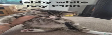 Tabby boy