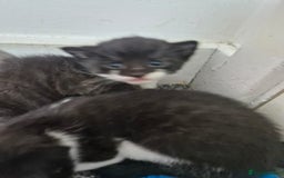 British Shorthair cats for sale: British short-hair kittens ready to be re-homed. - Image 4