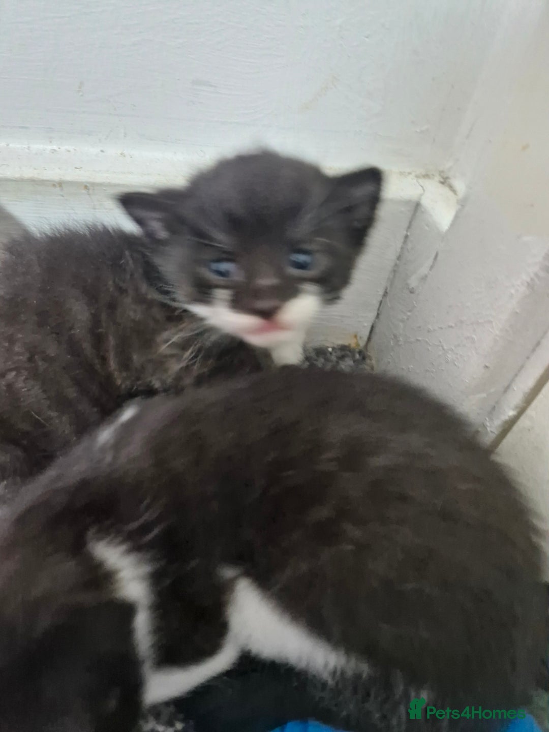 British Shorthair cats for sale: British short-hair kittens ready to be re-homed. - Image 4