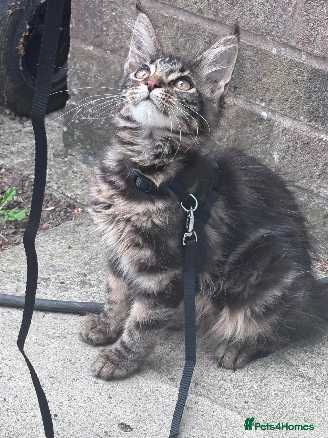 Maine Coon cats for sale: Full Maine Coon - Advert 2