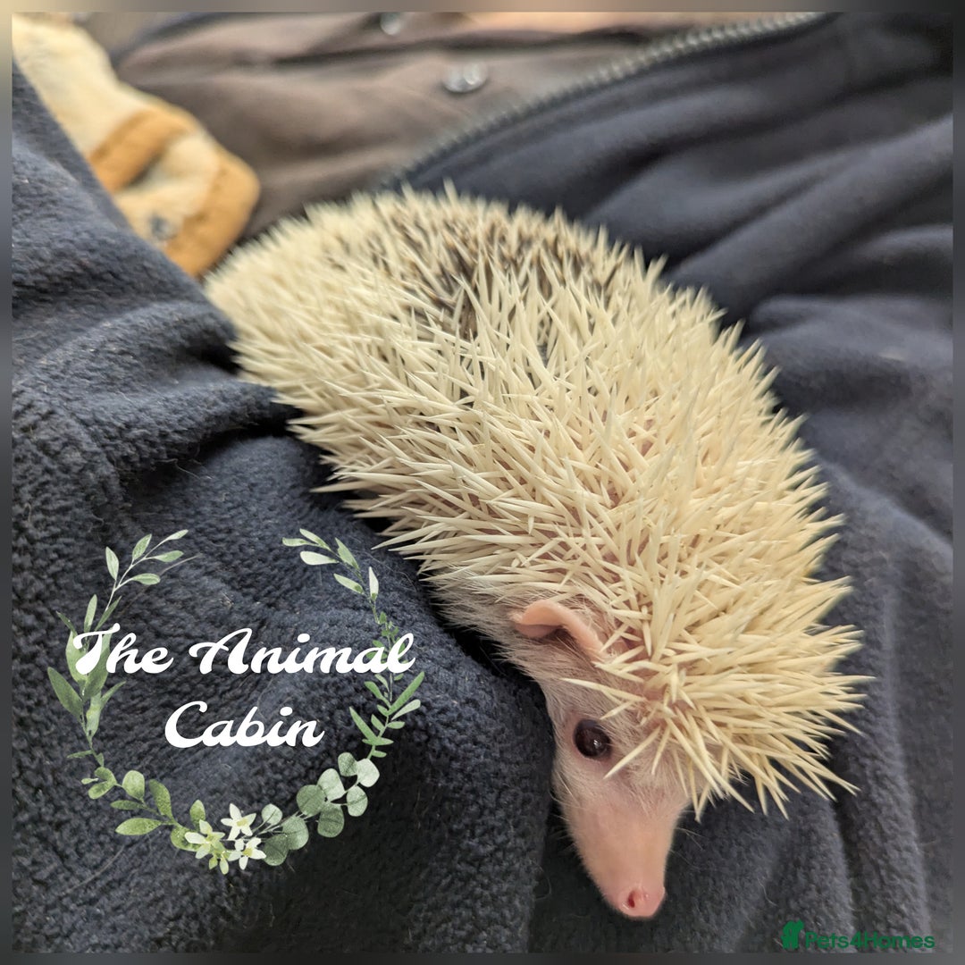 Pygmy Hedgehog rodents for sale: Reverse Pinto Male African Pygmy Hedgehog - Advert 1