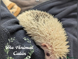 Pygmy Hedgehog rodents Reverse Pinto Male African Pygmy Hedgehog - Advert 6