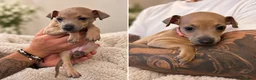 Italian Greyhound dogs for sale: 🐾 KC Registered Italian Greyhound Puppies 🐾 - Advert 24