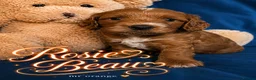 Cockapoo dogs for sale: Exceptional F1 Cockapoo Puppies in Leicester - Advert 34
